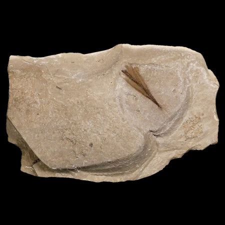 0.6 Rare Detailed Fossil Bird Feather Green River FM Uintah County UT Eocene Age