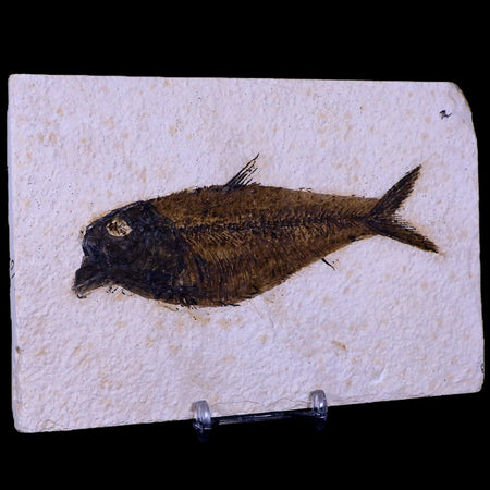 5" Diplomystus Dentatus Fossil Fish Green River FM WY Eocene Age COA, Stand