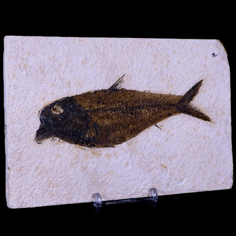 5" Diplomystus Dentatus Fossil Fish Green River FM WY Eocene Age COA, Stand - Fossil Age Minerals