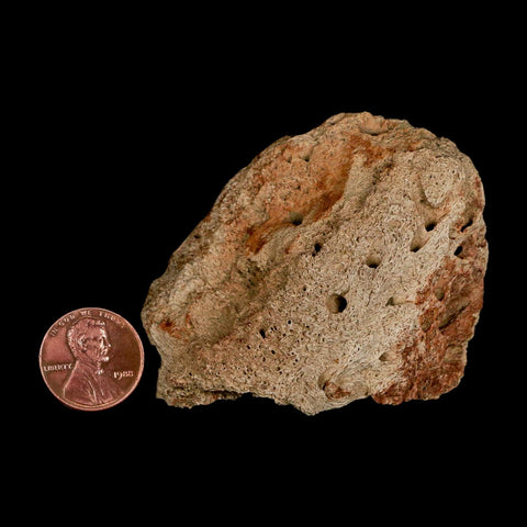 2.6" Triceratops Fossil Beak Bone Lance Creek FM Cretaceous Dinosaur Wyoming COA - Fossil Age Minerals