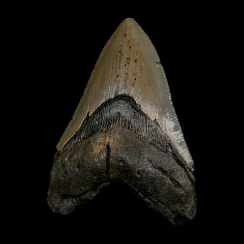 XL 4.4" Quality Megalodon Shark Serrated Tooth Fossil Natural Early Miocene Age COA