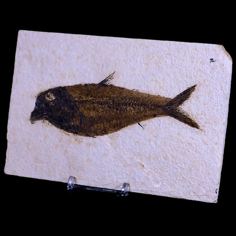 5" Diplomystus Dentatus Fossil Fish Green River FM WY Eocene Age COA, Stand - Fossil Age Minerals