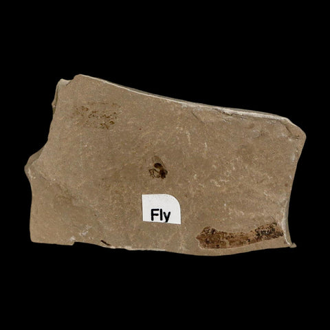 0.2" Fossil Fly Insect Green River Formation Uintah County Utah Eocene Age