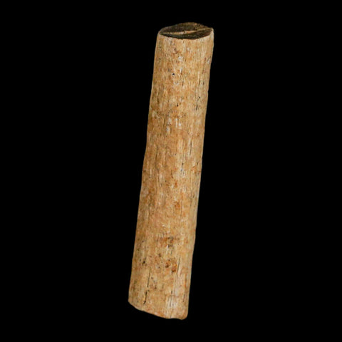 1.3" Hadrosaur Dinosaur Tendon Fossil Lance Creek FM Cretaceous WY COA Display - Fossil Age Minerals