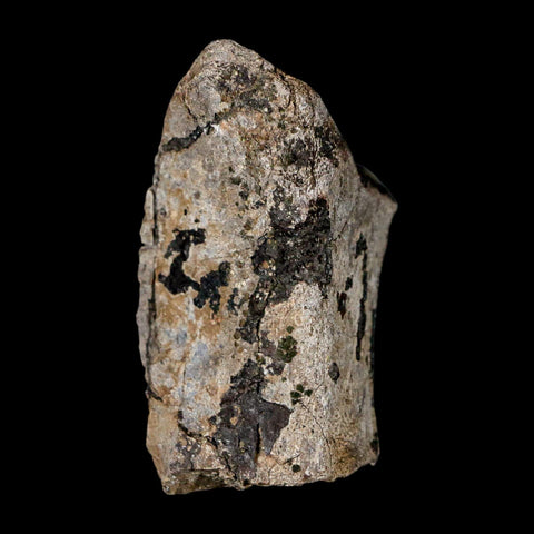 2.4" Stegosaurus Fossil Limb Bone Morrison FM Wyoming Jurassic Age Dinosaur COA
