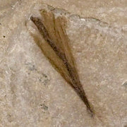0.6 Rare Detailed Fossil Bird Feather Green River FM Uintah County UT Eocene Age
