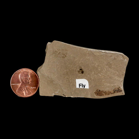 0.2" Fossil Fly Insect Green River Formation Uintah County Utah Eocene Age