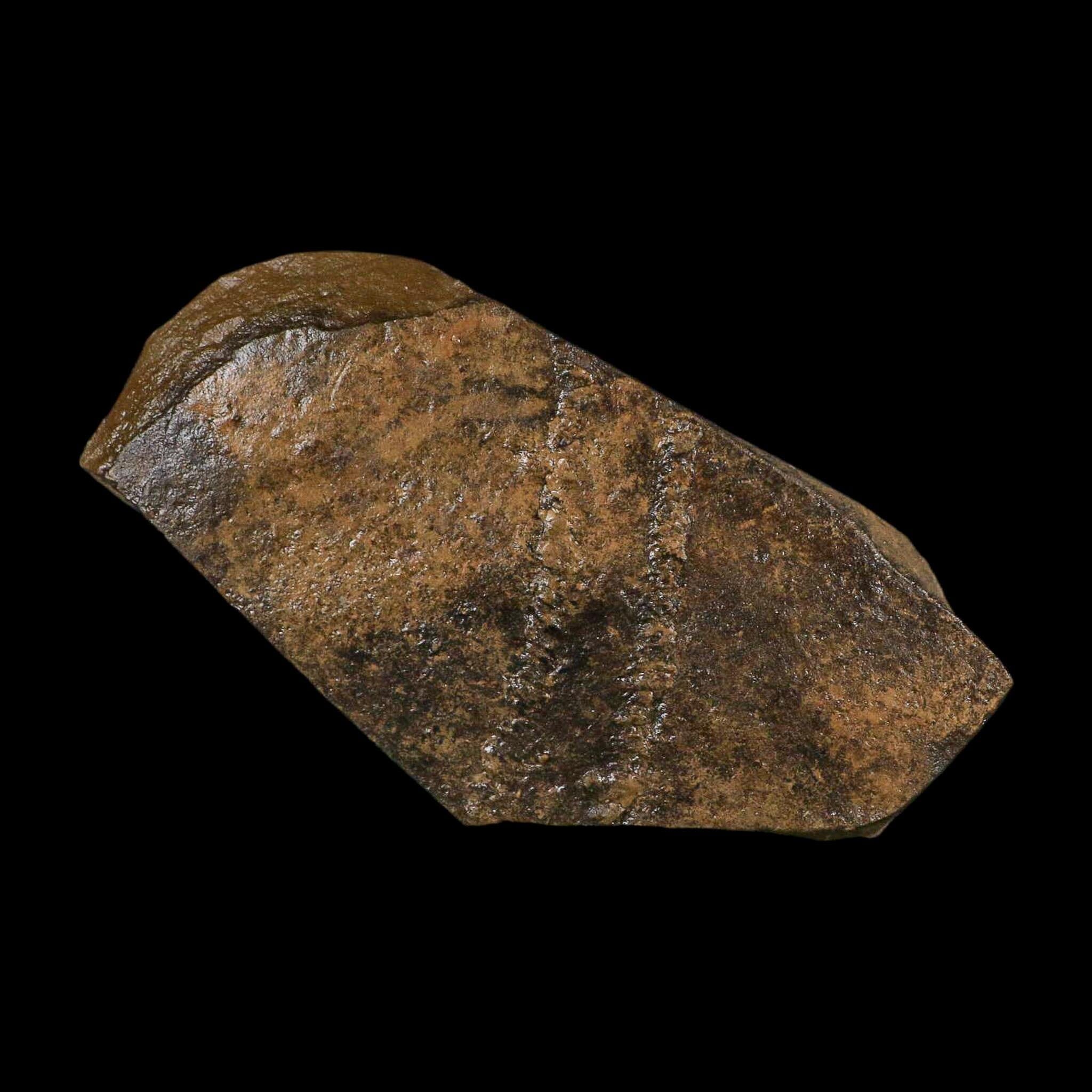 5.8" Trilobite Trackway Cruziana Plate Fossil Ordovician Age Ouzina Morocco - Fossil Age Minerals