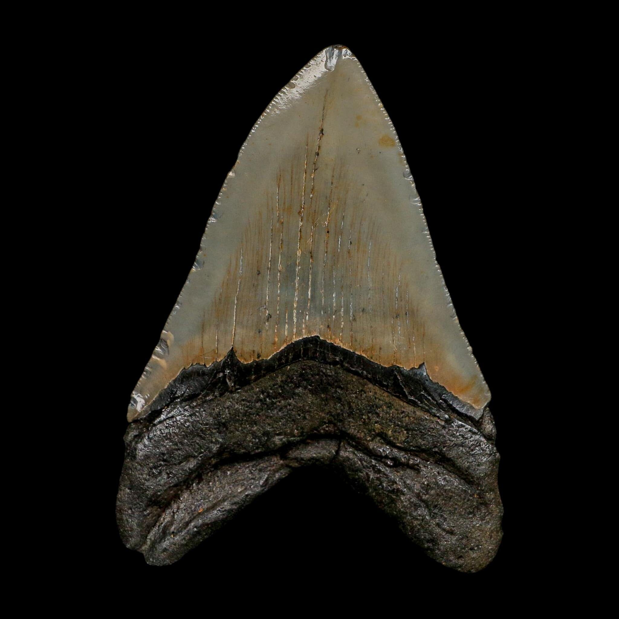 XL 4.4" Quality Megalodon Shark Serrated Tooth Fossil Natural Early Miocene Age COA - Fossil Age Minerals
