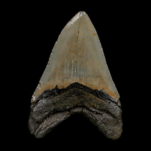 XL 4.4" Quality Megalodon Shark Serrated Tooth Fossil Natural Early Miocene Age COA