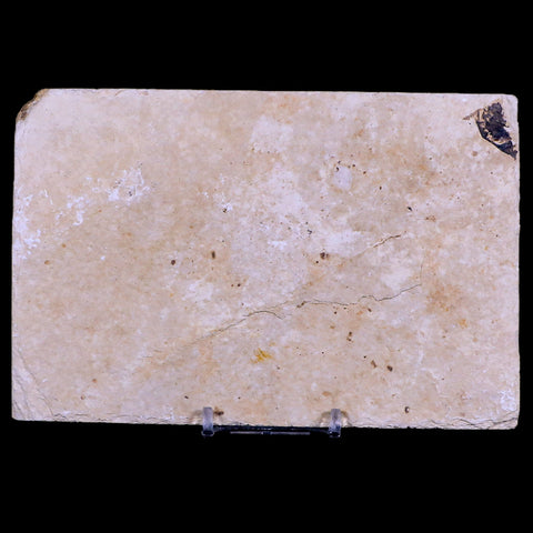 5" Diplomystus Dentatus Fossil Fish Green River FM WY Eocene Age COA, Stand - Fossil Age Minerals