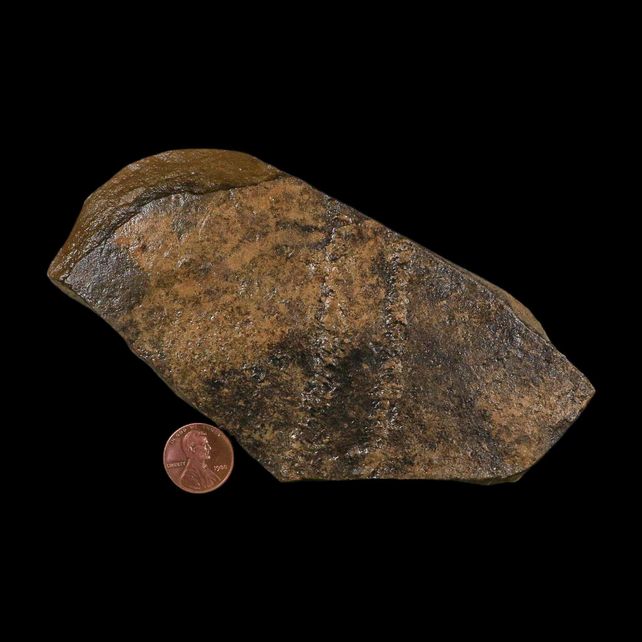 5.8" Trilobite Trackway Cruziana Plate Fossil Ordovician Age Ouzina Morocco - Fossil Age Minerals