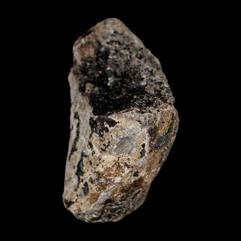 2.4" Stegosaurus Fossil Limb Bone Morrison FM Wyoming Jurassic Age Dinosaur COA