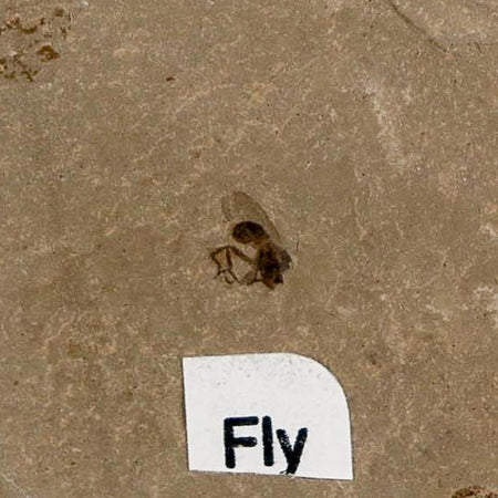 0.2" Fossil Fly Insect Green River Formation Uintah County Utah Eocene Age
