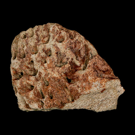 2.6" Triceratops Fossil Beak Bone Lance Creek FM Cretaceous Dinosaur Wyoming COA