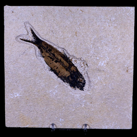 3.9" Knightia Eocaena Fossil Fish Green River FM WY Eocene Age COA & Stand - Fossil Age Minerals