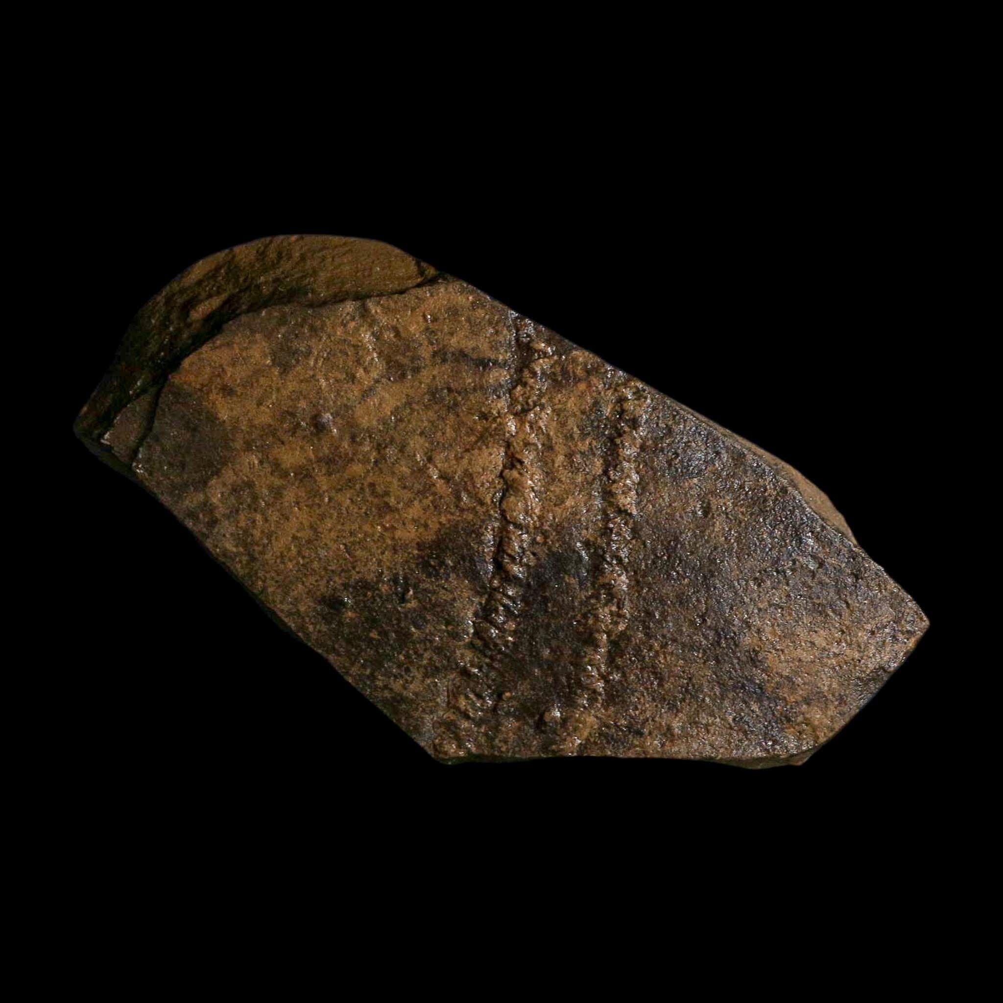 5.8" Trilobite Trackway Cruziana Plate Fossil Ordovician Age Ouzina Morocco - Fossil Age Minerals