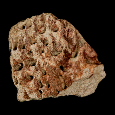 2.6" Triceratops Fossil Beak Bone Lance Creek FM Cretaceous Dinosaur Wyoming COA - Fossil Age Minerals