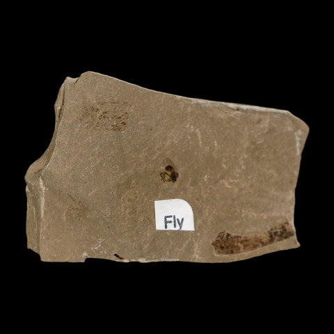 0.2" Fossil Fly Insect Green River Formation Uintah County Utah Eocene Age