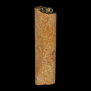 1.5" Hadrosaur Dinosaur Tendon Fossil Lance Creek FM Cretaceous WY COA Display
