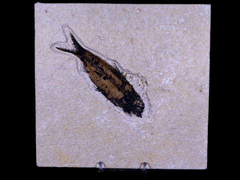 3.9" Knightia Eocaena Fossil Fish Green River FM WY Eocene Age COA & Stand - Fossil Age Minerals