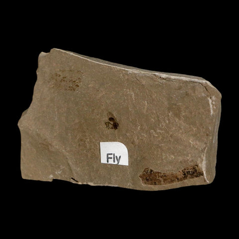 0.2" Fossil Fly Insect Green River Formation Uintah County Utah Eocene Age