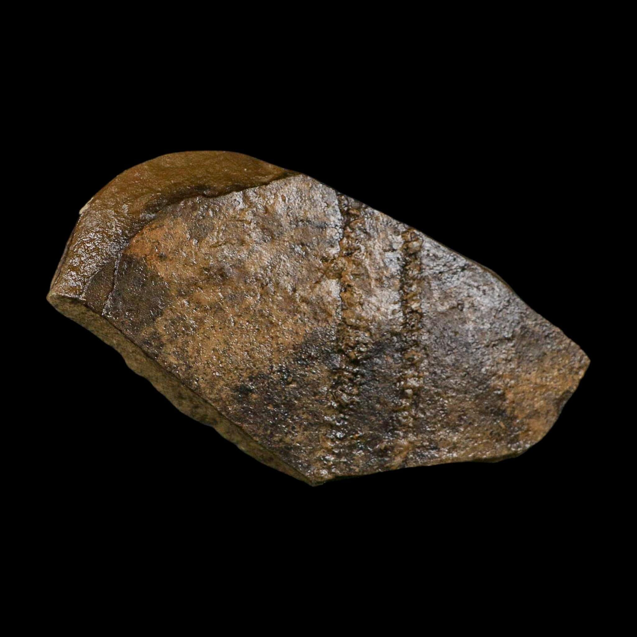 5.8" Trilobite Trackway Cruziana Plate Fossil Ordovician Age Ouzina Morocco - Fossil Age Minerals