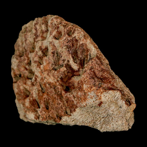 2.6" Triceratops Fossil Beak Bone Lance Creek FM Cretaceous Dinosaur Wyoming COA - Fossil Age Minerals