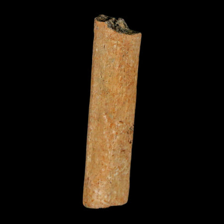 1.5" Hadrosaur Dinosaur Tendon Fossil Lance Creek FM Cretaceous WY COA Display
