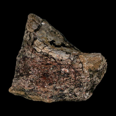 2.4" Stegosaurus Fossil Limb Bone Morrison FM Wyoming Jurassic Age Dinosaur COA