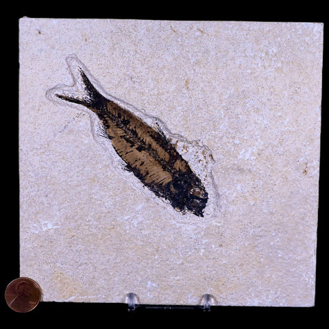 3.9" Knightia Eocaena Fossil Fish Green River FM WY Eocene Age COA & Stand - Fossil Age Minerals