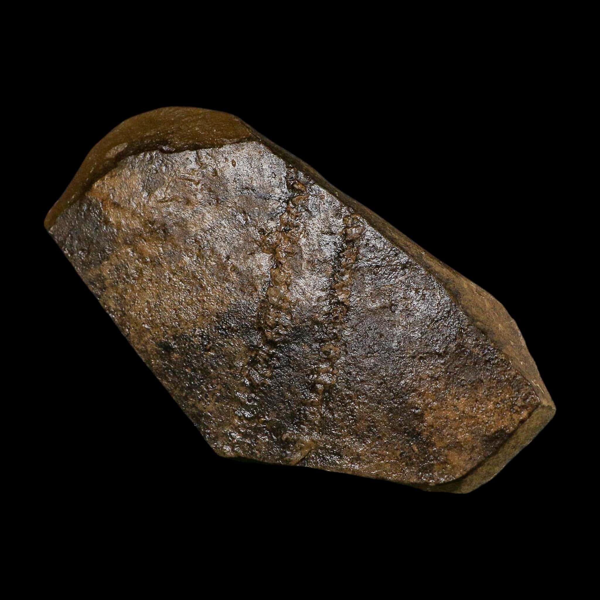 5.8" Trilobite Trackway Cruziana Plate Fossil Ordovician Age Ouzina Morocco - Fossil Age Minerals