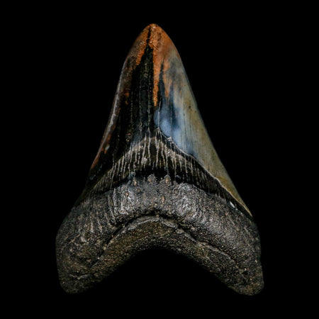 XL 4.7" Quality Megalodon Shark Tooth Fossil Natural Early Miocene Age COA
