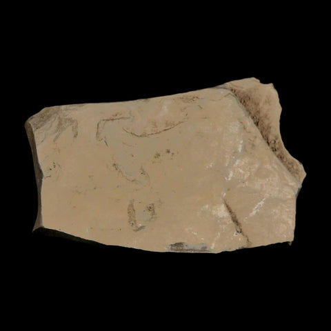 0.2" Fossil Fly Insect Green River Formation Uintah County Utah Eocene Age