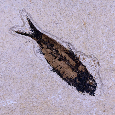 3.9" Knightia Eocaena Fossil Fish Green River FM WY Eocene Age COA & Stand - Fossil Age Minerals