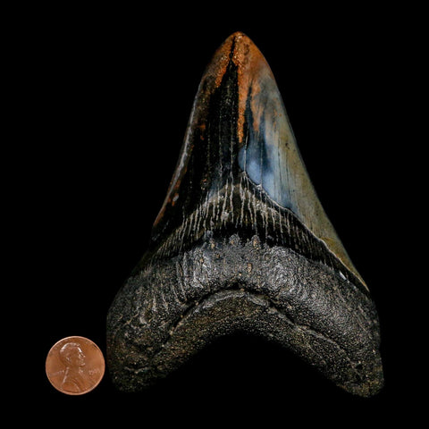 XL 4.7" Quality Megalodon Shark Tooth Fossil Natural Early Miocene Age COA