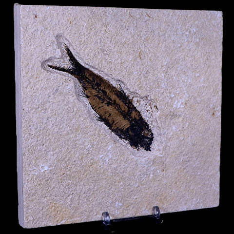 3.9" Knightia Eocaena Fossil Fish Green River FM WY Eocene Age COA & Stand - Fossil Age Minerals