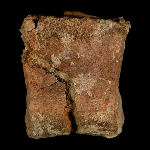 4.2" Triceratops Fossil Toe Bone Lance Creek FM Cretaceous Dinosaur Wyoming COA - Fossil Age Minerals