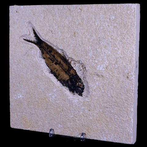 3.9" Knightia Eocaena Fossil Fish Green River FM WY Eocene Age COA & Stand - Fossil Age Minerals