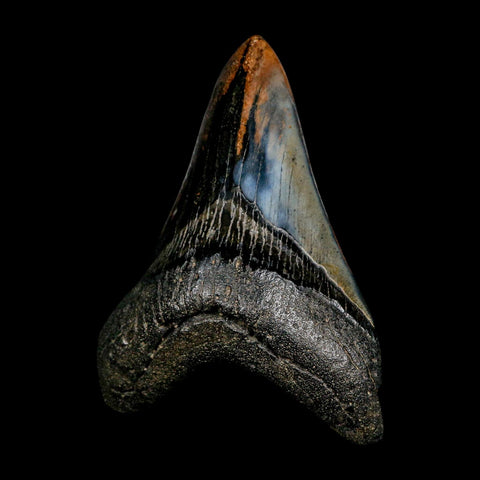 XL 4.7" Quality Megalodon Shark Tooth Fossil Natural Early Miocene Age COA