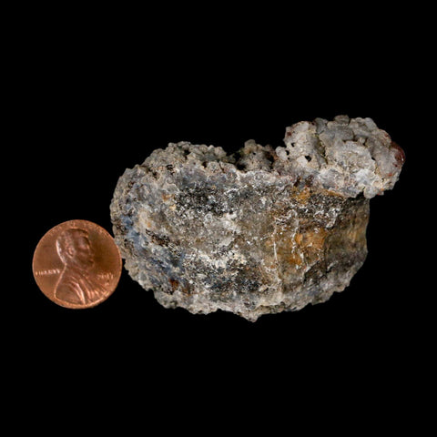 2.4" Stegosaurus Fossil Rib Bone Crystalized Morrison FM WY Jurassic Age Dinosaur COA