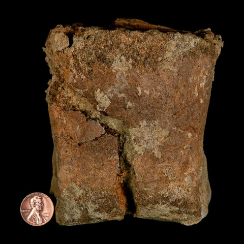 4.2" Triceratops Fossil Toe Bone Lance Creek FM Cretaceous Dinosaur Wyoming COA - Fossil Age Minerals