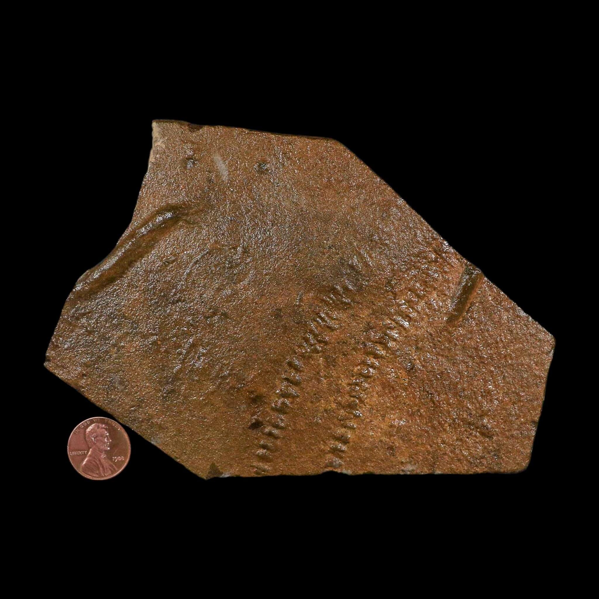 5.8" Trilobite Trackway Cruziana Plate Fossil Ordovician Age Ouzina Morocco - Fossil Age Minerals