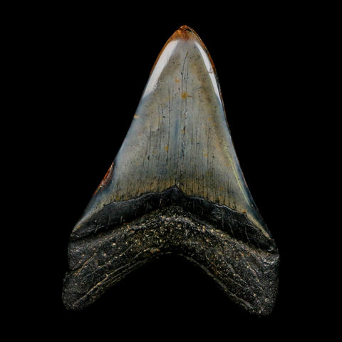 XL 4.7" Quality Megalodon Shark Tooth Fossil Natural Early Miocene Age COA