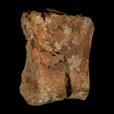 4.2" Triceratops Fossil Toe Bone Lance Creek FM Cretaceous Dinosaur Wyoming COA