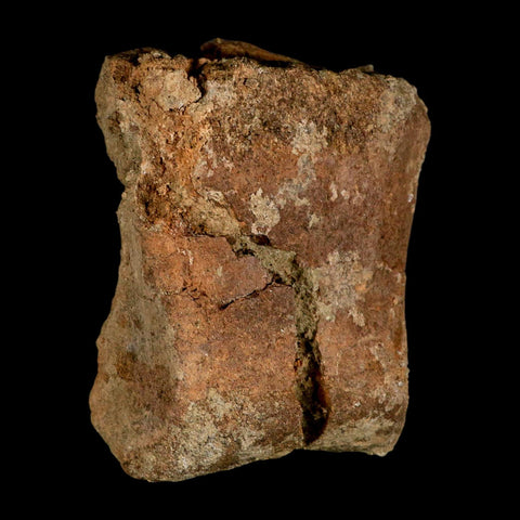 4.2" Triceratops Fossil Toe Bone Lance Creek FM Cretaceous Dinosaur Wyoming COA - Fossil Age Minerals