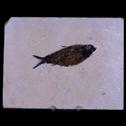 4.1" Diplomystus Dentatus Fossil Fish Green River FM WY Eocene Age COA, Stand