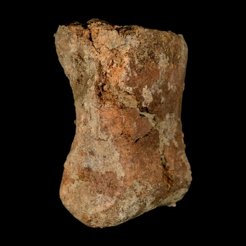 4.2" Triceratops Fossil Toe Bone Lance Creek FM Cretaceous Dinosaur Wyoming COA - Fossil Age Minerals