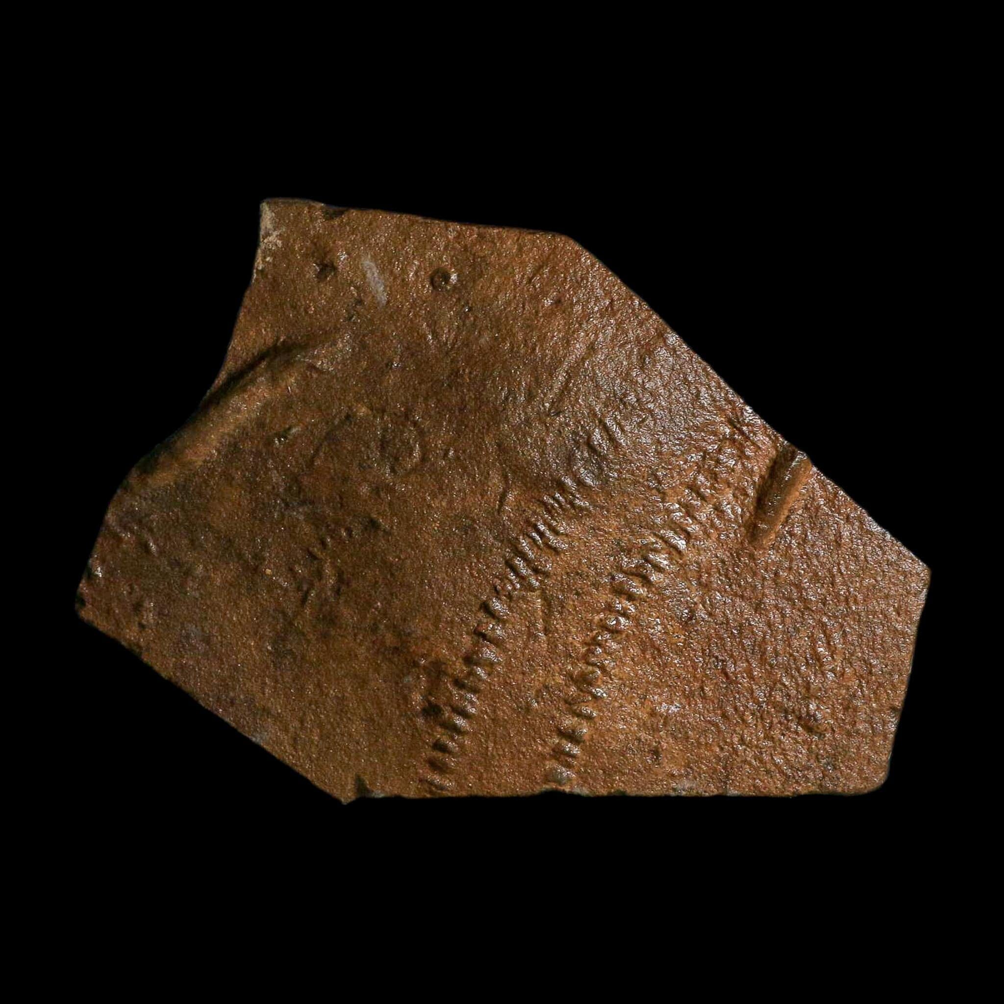 5.8" Trilobite Trackway Cruziana Plate Fossil Ordovician Age Ouzina Morocco - Fossil Age Minerals