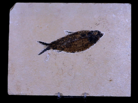 4.1" Diplomystus Dentatus Fossil Fish Green River FM WY Eocene Age COA, Stand - Fossil Age Minerals